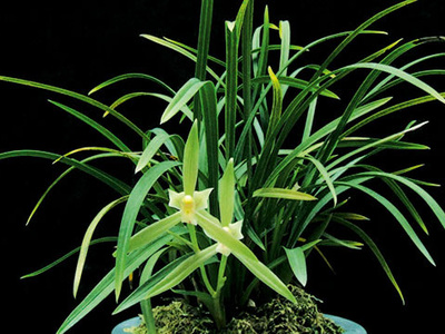 <h4>春蘭</h4><p>春蘭（Cymbidium goeringii）以高潔、清雅、幽香而著稱，葉姿優(yōu)美，花香幽遠。自古以來，春蘭都被譽為美好事物的象征，已廣泛在民間人格化了</p>