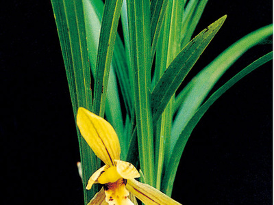 <h4>春蘭</h4><p>春蘭（Cymbidium goeringii）以高潔、清雅、幽香而著稱，葉姿優(yōu)美，花香幽遠。自古以來，春蘭都被譽為美好事物的象征，已廣泛在民間人格化了</p>
