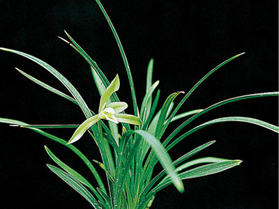 <h4>春蘭</h4><p>春蘭（Cymbidium goeringii）以高潔、清雅、幽香而著稱，葉姿優(yōu)美，花香幽遠。自古以來，春蘭都被譽為美好事物的象征，已廣泛在民間人格化了</p>