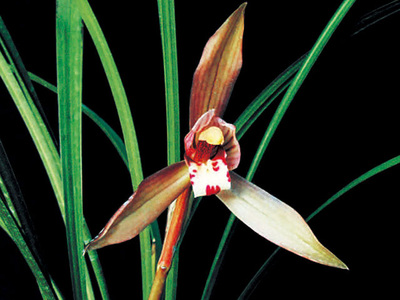<h4>春蘭</h4><p>春蘭（Cymbidium goeringii）以高潔、清雅、幽香而著稱，葉姿優(yōu)美，花香幽遠。自古以來，春蘭都被譽為美好事物的象征，已廣泛在民間人格化了</p>