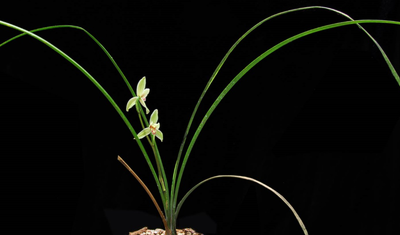 蘭科中心研究人員在云南發(fā)現(xiàn)蘭科植物新種“施甸蘭”