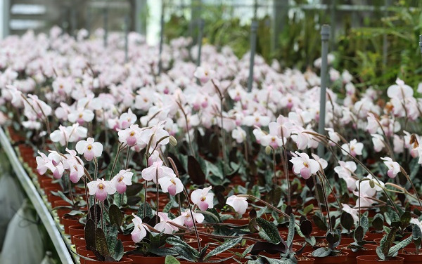 深圳市瀕危蘭科植物保護與利用重點實驗室開放基金管理辦法