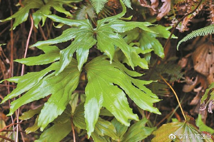 深圳晚報(bào)：第10種以深圳冠名植物新種發(fā)布 ,，深圳雙扇蕨在東部山地被發(fā)現(xiàn)