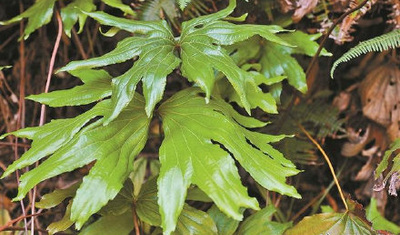 深圳晚報(bào)：第10種以深圳冠名植物新種發(fā)布 ，深圳雙扇蕨在東部山地被發(fā)現(xiàn)