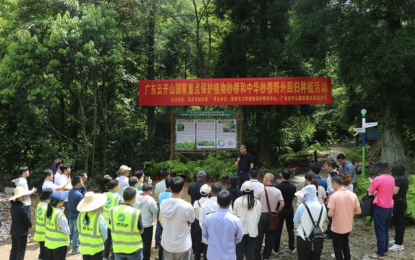國(guó)家重點(diǎn)保護(hù)植物桫欏和中華桫欏回歸自然