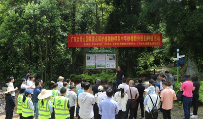 國(guó)家重點(diǎn)保護(hù)植物桫欏和中華桫欏回歸自然